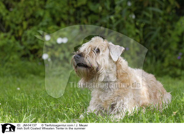 Irish Soft Coated Wheaten Terrier in the summer / JM-04137