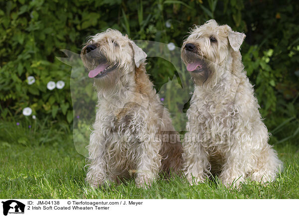 2 Irish Soft Coated Wheaten Terrier / JM-04138