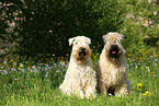 2 Irish Soft Coated Wheaten Terrier