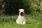 sitting Irish Soft Coated Wheaten Terrier