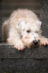 lying Irish Soft Coated Wheaten Terrier