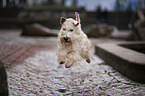 jumping Irish Soft Coated Wheaten Terrier