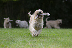 4 Irish Soft Coated Wheaten Terrier