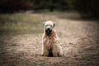 adult Irish Soft Coated Wheaten Terrier