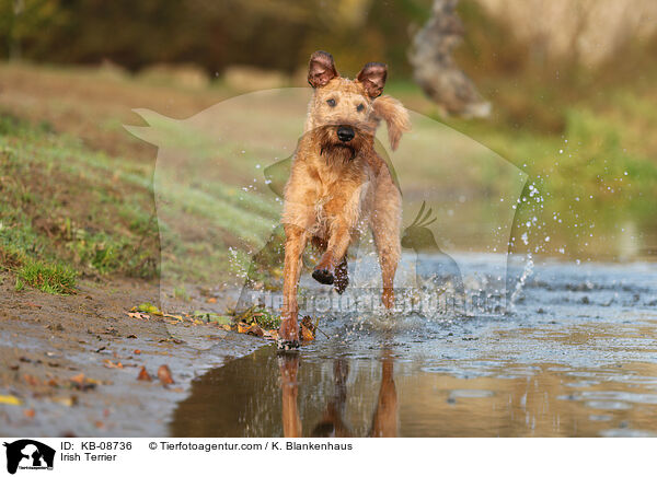 Irish Terrier / KB-08736
