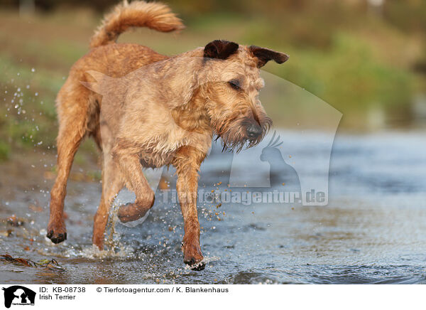 Irish Terrier / KB-08738