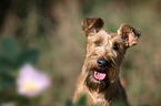 Irish Terrier Portrait