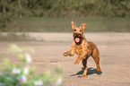 running Irish Terrier