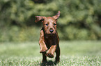 running Irish Terrier Puppy