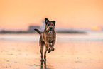 Irish Terrier at the beach
