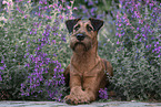 Irish Terrier in summer