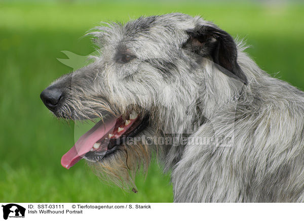 Irish Wolfhound Portrait / SST-03111