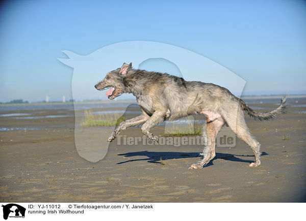 running Irish Wolfhound / YJ-11012