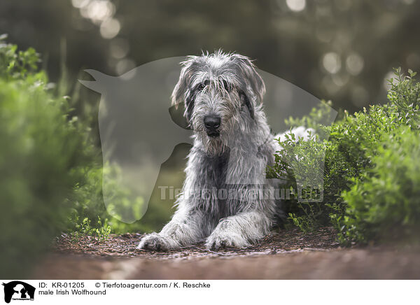 male Irish Wolfhound / KR-01205