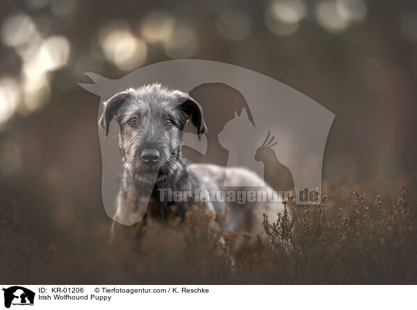 Irish Wolfhound Puppy / KR-01206