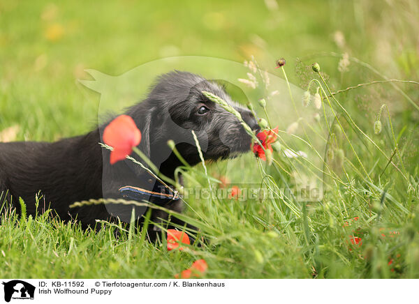 Irish Wolfhound Puppy / KB-11592