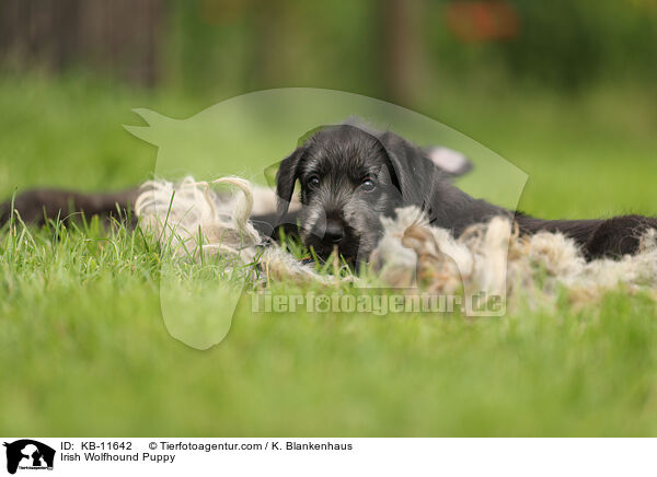 Irish Wolfhound Puppy / KB-11642