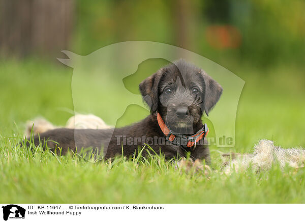 Irish Wolfhound Puppy / KB-11647