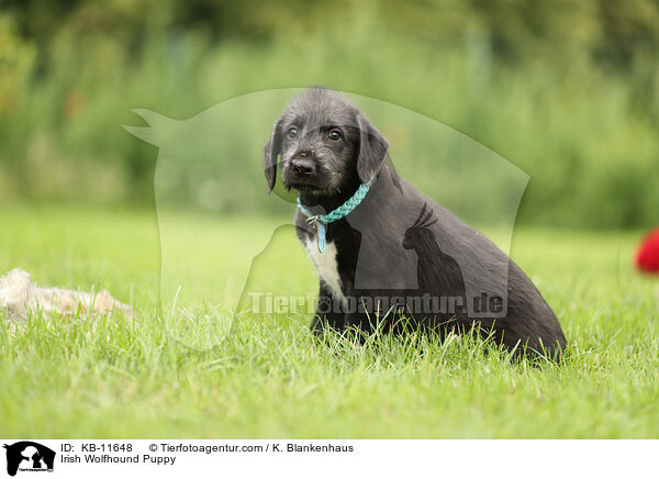 Irish Wolfhound Puppy / KB-11648
