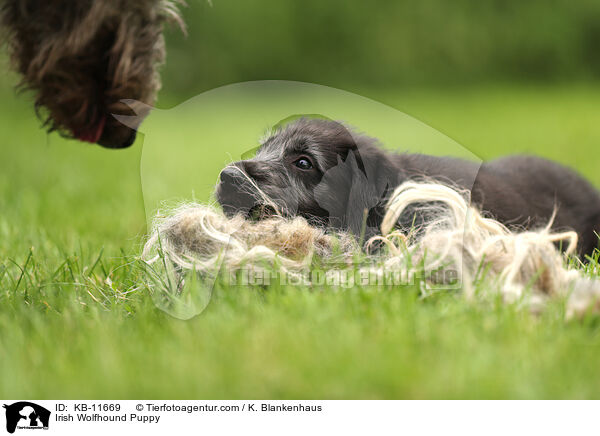 Irish Wolfhound Puppy / KB-11669