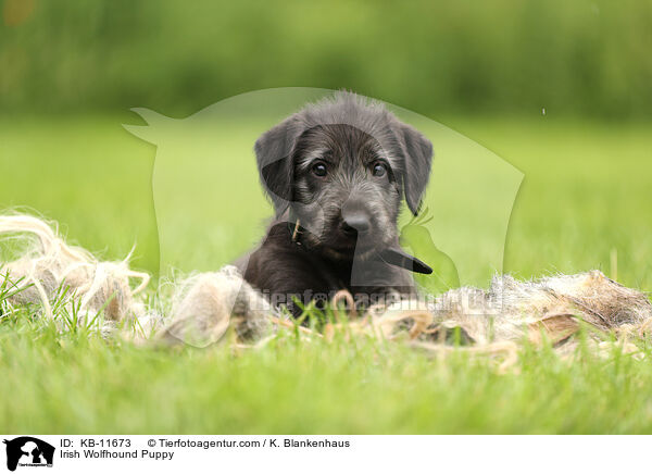 Irish Wolfhound Puppy / KB-11673