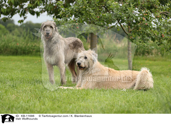 Irish Wolfhounds / KB-11686
