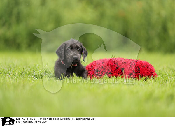 Irish Wolfhound Puppy / KB-11688