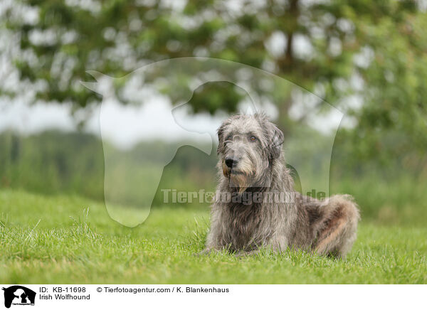 Irish Wolfhound / KB-11698