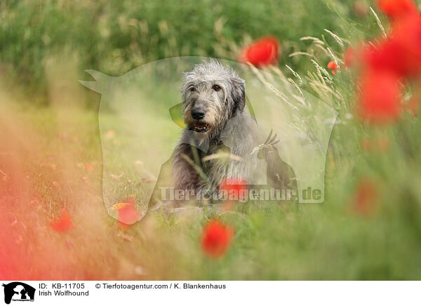 Irish Wolfhound / KB-11705