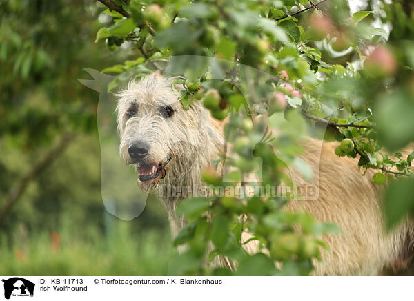 Irish Wolfhound / KB-11713