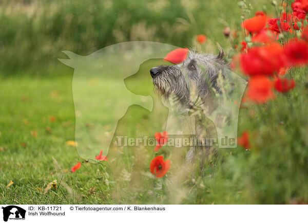 Irish Wolfhound / KB-11721