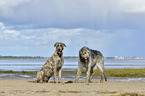 2 Irish Wolfhounds