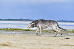 running Irish Wolfhound