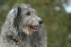 Irish Wolfhound portrait