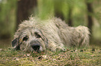 lying Irish Wolfhound
