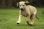 running Irish Wolfhound Puppy