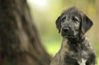 Irish Wolfhound Puppy portrait