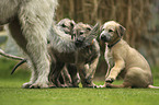 Irish Wolfhound Puppies