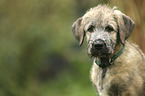 Irish Wolfhound Puppy portrait
