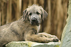 Irish Wolfhound Puppy