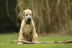 sitting Irish Wolfhound Puppy