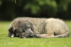 lying Irish Wolfhound Puppy