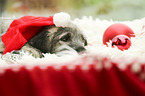 Irish Wolfhound Puppy with Christmas decoration
