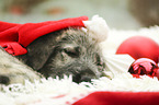 Irish Wolfhound Puppy with Christmas decoration