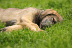 sighthound puppy