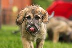 sighthound puppy