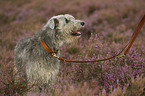 Irish Wolfhound in the heather