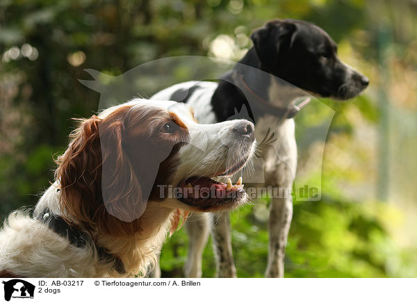 2 dogs / AB-03217