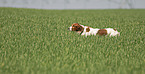 Irish red-and-white Setter in summer