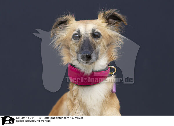 Italian Greyhound Portrait / JM-16241